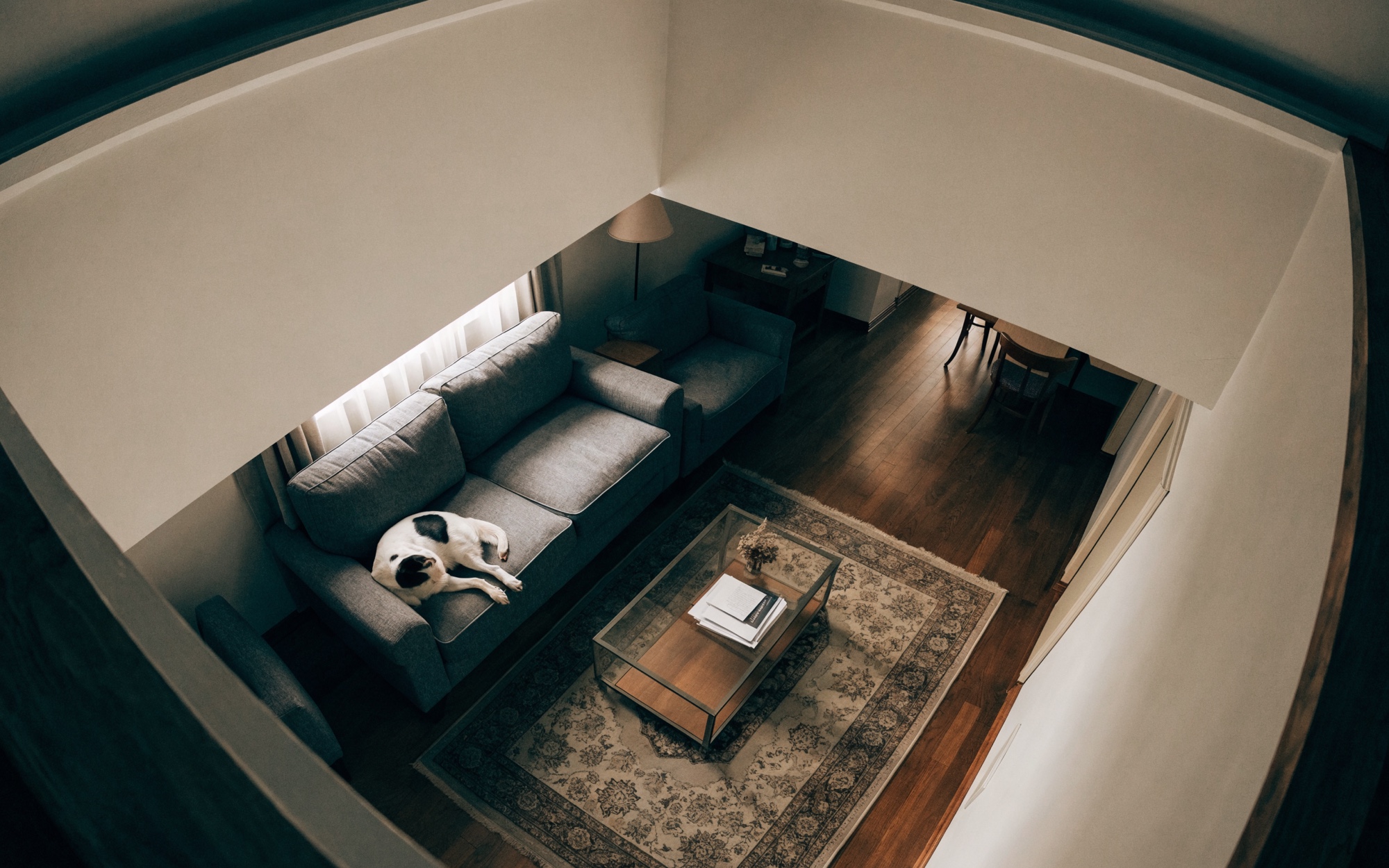 Indoor high-corner camera view of a living room: a dog resting on the sofa